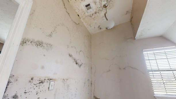 Best Crawl Space Mold Remediation  in Flowery Branch, GA