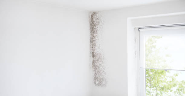 Best Commercial Mold Inspection  in Flowery Branch, GA