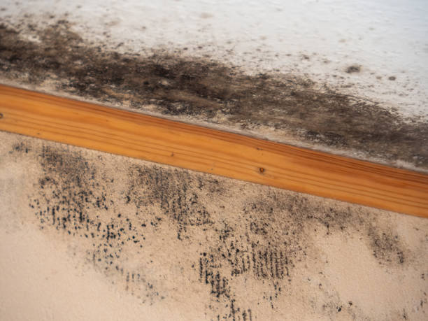 Best Black Mold Removal  in Flowery Branch, GA