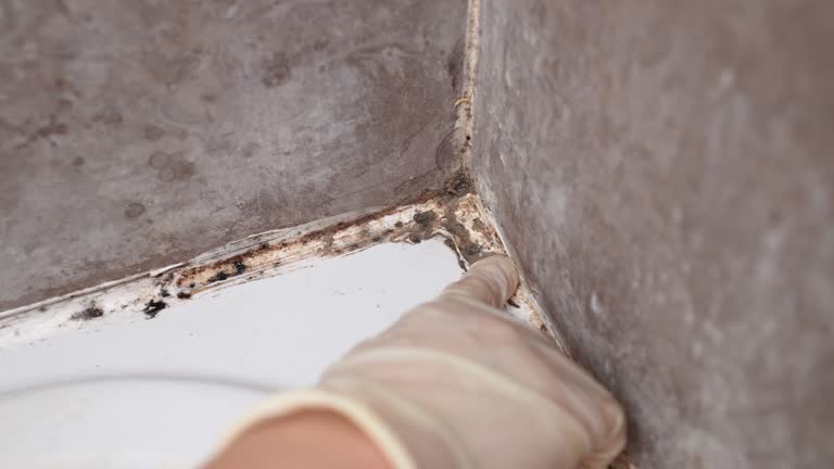 Best Mold-Related Health Consultation  in Flowery Branch, GA